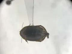 Agabetes acuductus thumbnail 1
