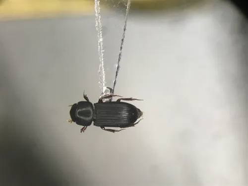 Slender Small Dung Beetle