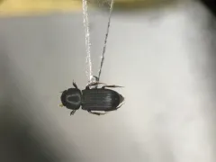 Slender Small Dung Beetle thumbnail 1