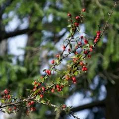 Himalayan cotoneaster thumbnail 4