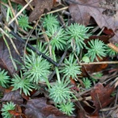 Rock Stonecrop thumbnail 3