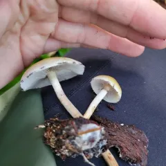 Smoky-gilled Hypholoma thumbnail 2