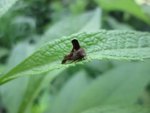 Quince Treehopper