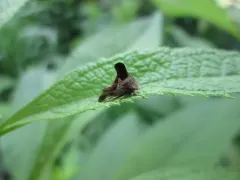 Quince Treehopper thumbnail 1