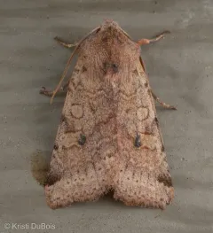 Agrochola purpurea thumbnail 2