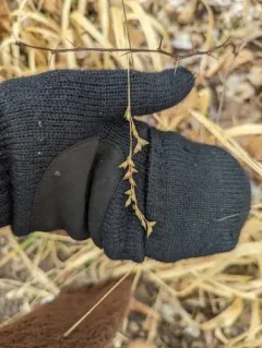 Beak Grass thumbnail 2