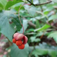 western burning bush thumbnail 2