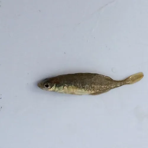 Brook Stickleback