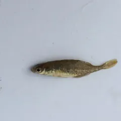 Brook Stickleback thumbnail 1