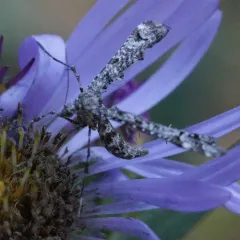 Geranium Plume Moth thumbnail 2