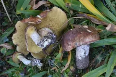 Suillus brunnescens thumbnail 4