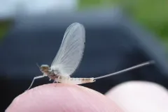 Baetis bicaudatus thumbnail 3