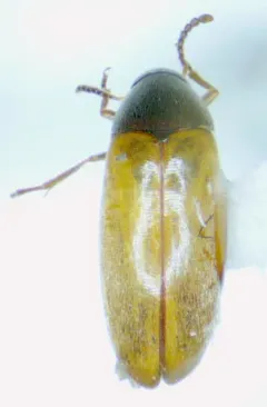 Yellow-winged False Flower Beetle thumbnail 2