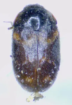 Warehouse Beetle thumbnail 2
