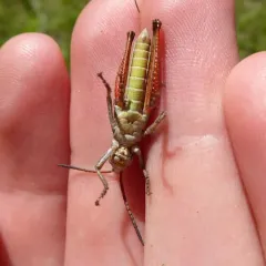 Rocky Mountain Sprinkled Locust thumbnail 2