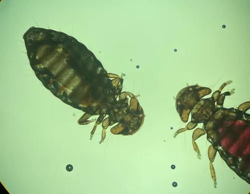 Austromenopon transversum