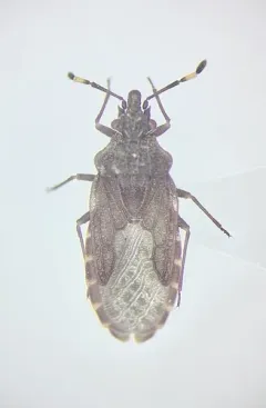 Aradus uniannulatus thumbnail 2