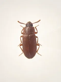 Larger Black Flour Beetle thumbnail 2