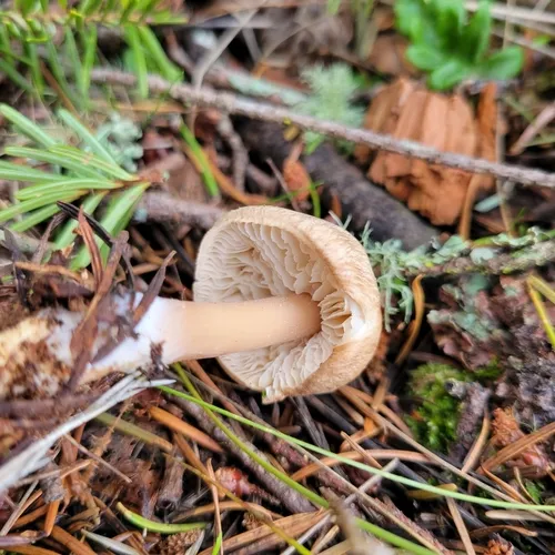 Rhodocollybia asema