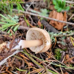 Rhodocollybia asema thumbnail 1