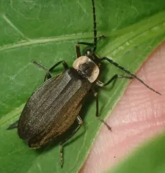 Three-ribbed Soldier Beetle thumbnail 3