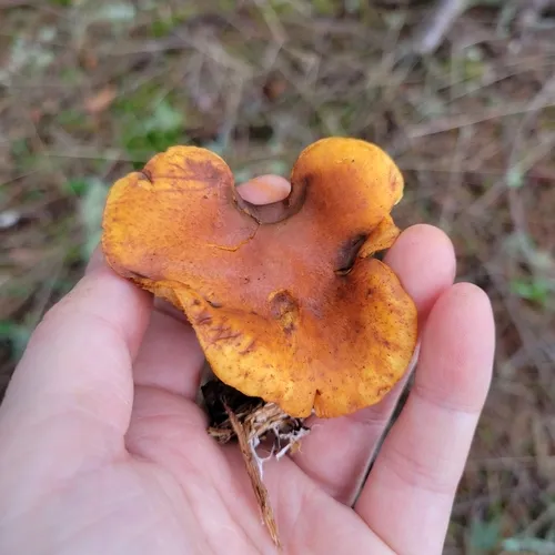 Gymnopilus aurantiophyllus