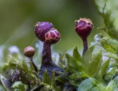 Trichia botrytis thumbnail 4