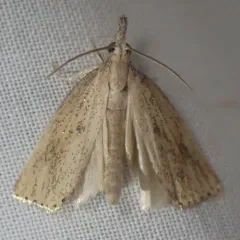 Rice Stalk Borer Moth thumbnail 3