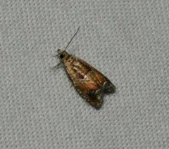Epinotia miscana thumbnail 2