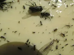 Eremochrysa punctinervis thumbnail 2