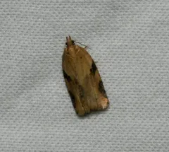 Cyclamen Tortrix thumbnail 3