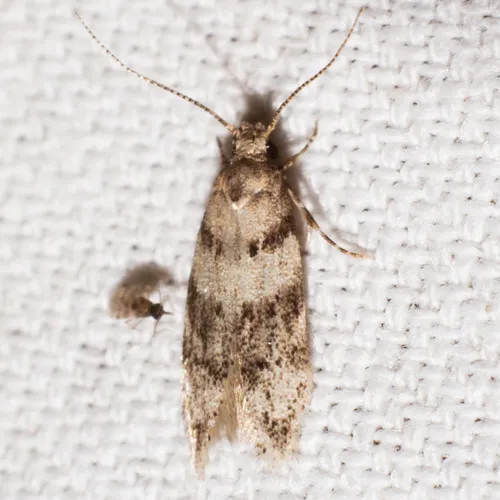 Pseudotelphusa quercinigracella