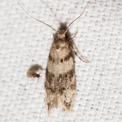 Pseudotelphusa quercinigracella thumbnail 1