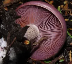 Clitocybe violaceifolia thumbnail 3