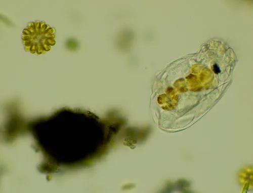 Gastropus hyptopus
