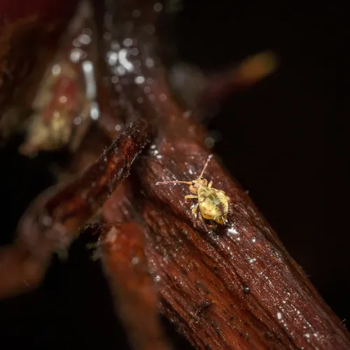 Dicyrtomina saundersi