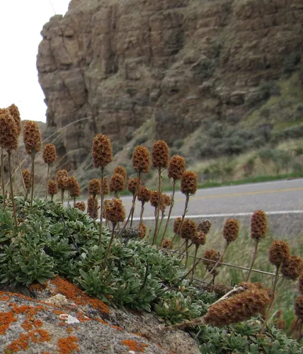mat rock spiraea