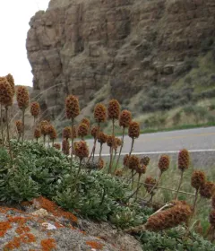 mat rock spiraea thumbnail 1