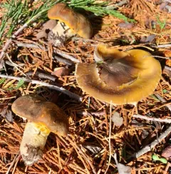 Floccularia albolanaripes thumbnail 1