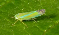 Kyboasca atrolabes thumbnail 2