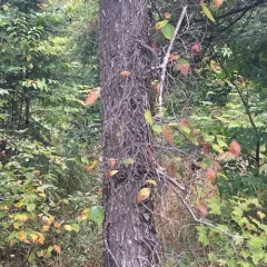 American elm thumbnail 4