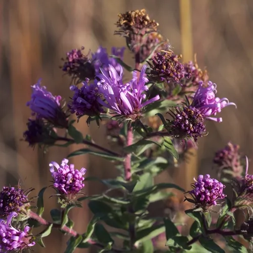 New England aster