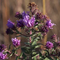 New England aster thumbnail 1