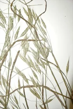 Field Brome thumbnail 3