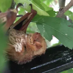 Eastern Red Bat thumbnail 3