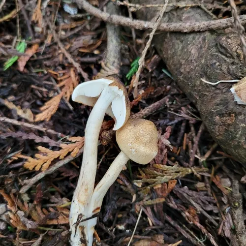 Tricholoma aurantio-olivaceum
