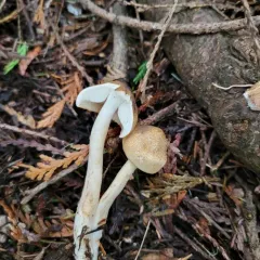 Tricholoma aurantio-olivaceum thumbnail 1