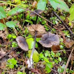 Entoloma subeuchroum thumbnail 1