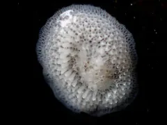 Patinella verrucaria thumbnail 3
