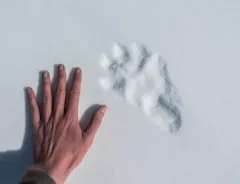 Wolverine thumbnail 3